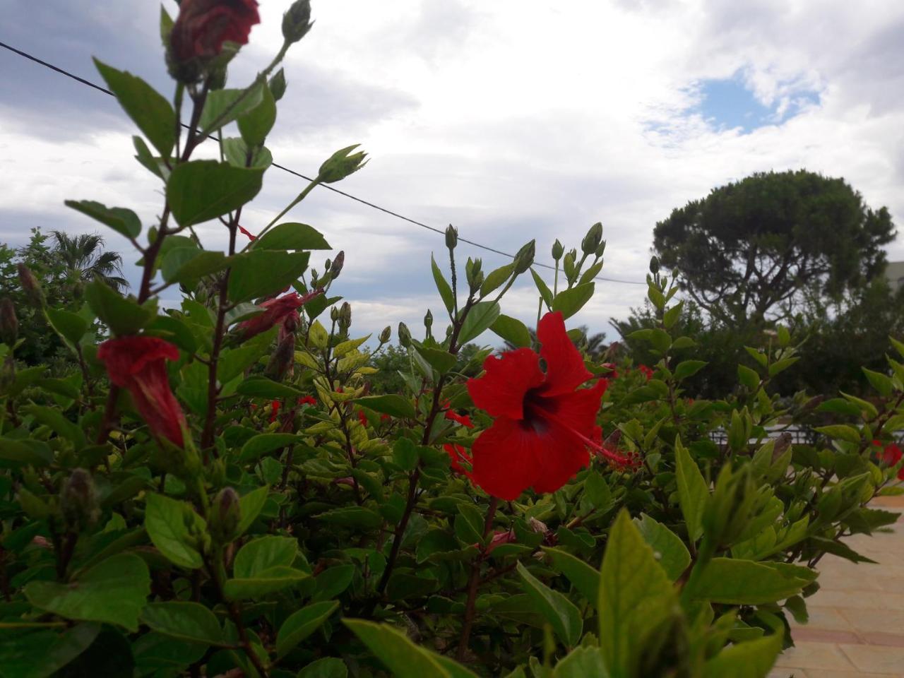 Villa Myrto Hersonissos  Bagian luar foto